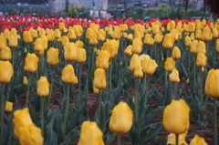 2016/04/10_花のオアシスのチューリップ