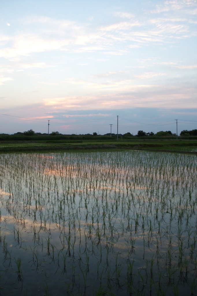 2015/05/24_水田の夕暮れ