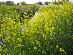 2017/04/16_元荒川の菜の花