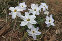 2015/03/29_ハナニラ