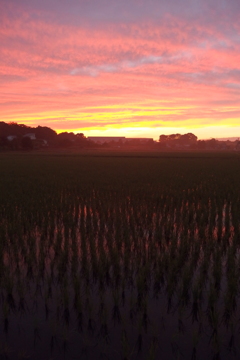 2015/06/27_水田の夕暮れ