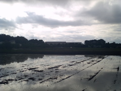 2017/05/14_水田の曇天