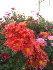 2016/11/06_路傍の花