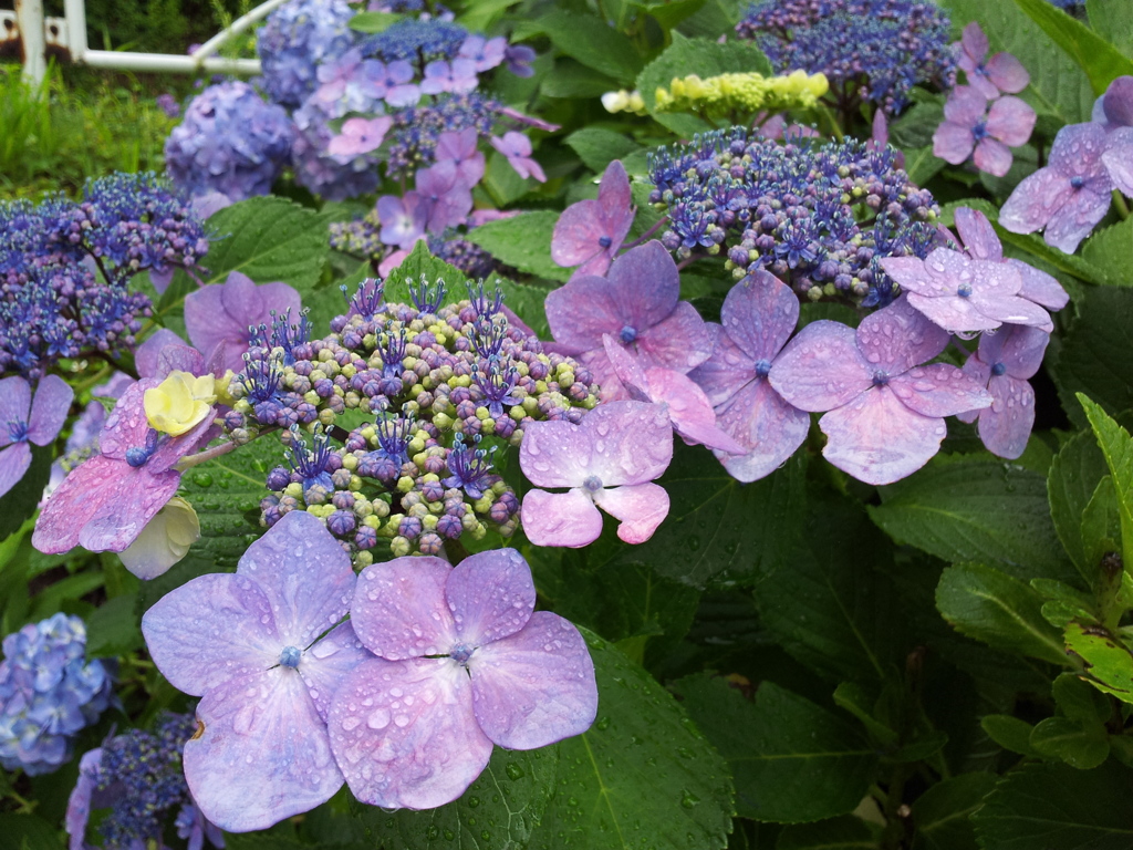 2016/07/17_高松公園の紫陽花