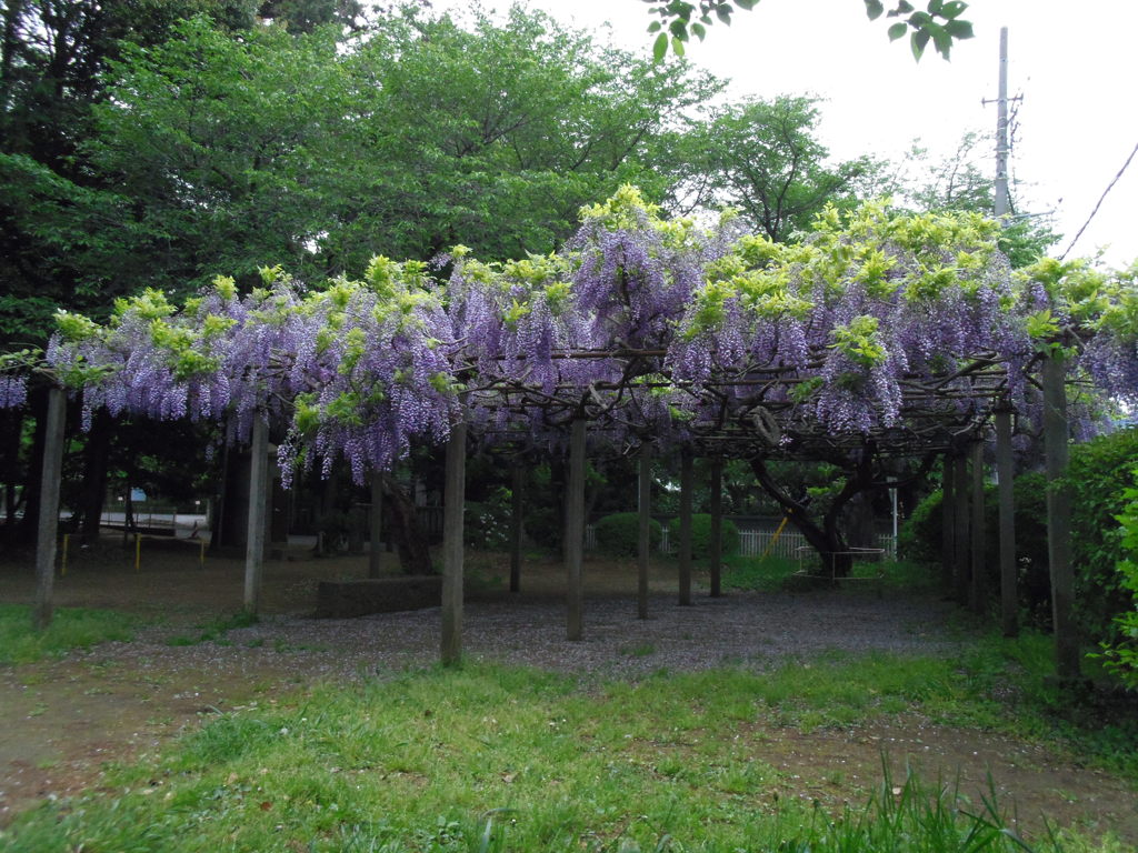 2017/05/03_氷川児童公園の藤