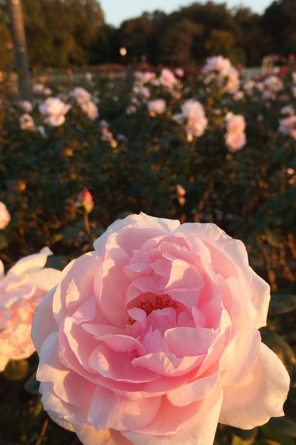 2015/10/18_伊奈バラ園の薔薇