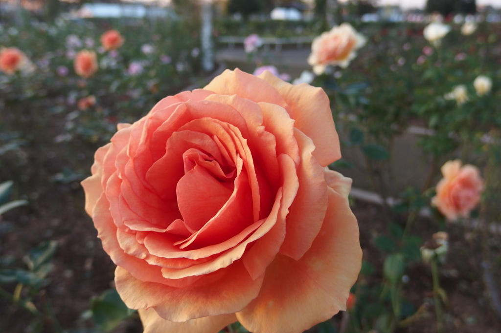 2015/10/18_伊奈バラ園の薔薇