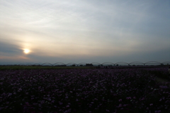 2015/11/01_夕暮れの吹上コスモス畑