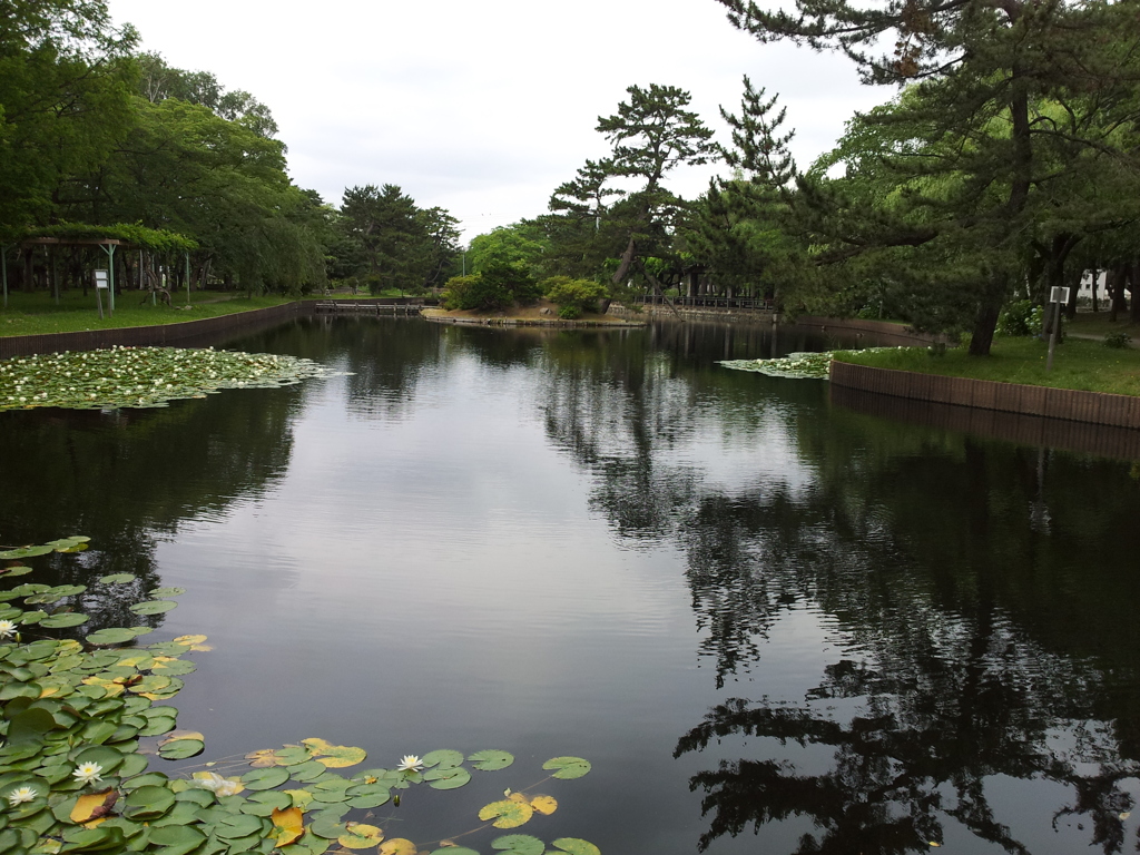 2018/07/16_合浦公園の池