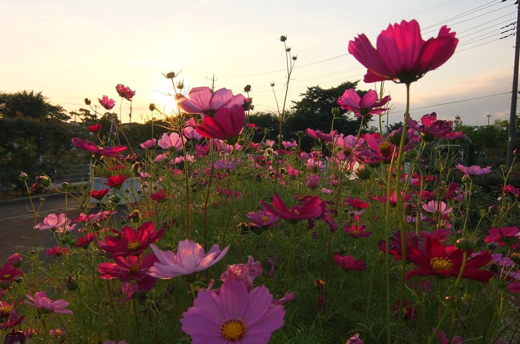 2014/06/14_伊奈バラ園のコスモス