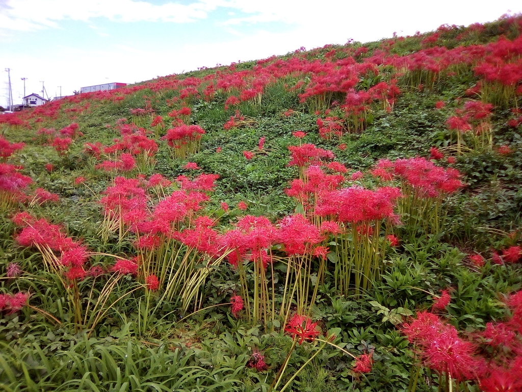 2018/09/22_越辺川土手の彼岸花