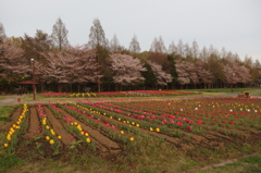 2016/04/09_花の丘農林公苑のチューリップ（と桜）