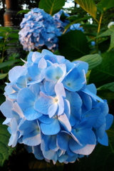 2016/06/18_伊奈アジサイ園の夕暮れ紫陽花