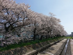 2019/04/06_芝川の桜