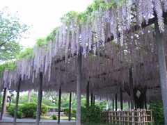 2016/05/07_玉敷公園の藤