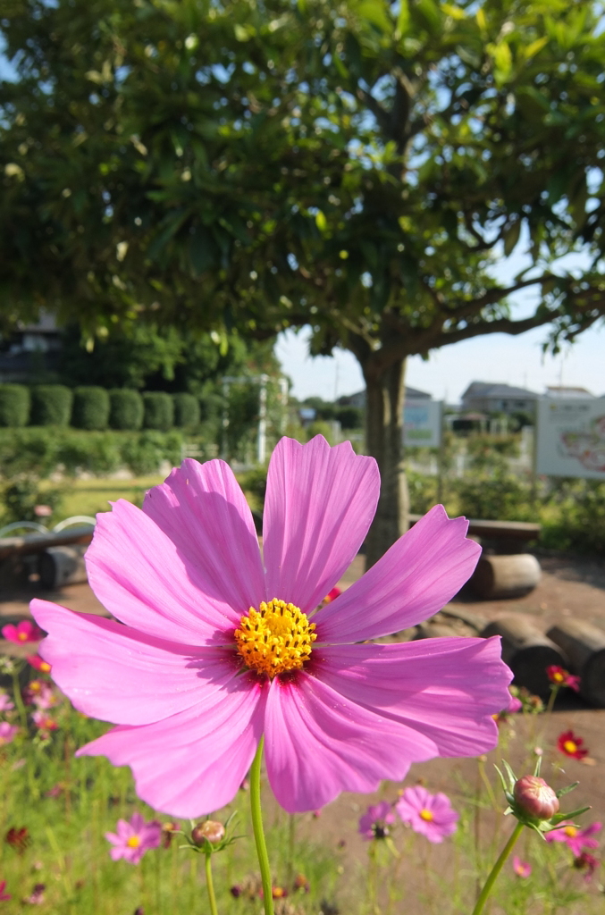 2014/06/15_伊奈バラ園のコスモス