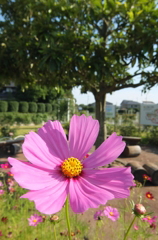 2014/06/15_伊奈バラ園のコスモス