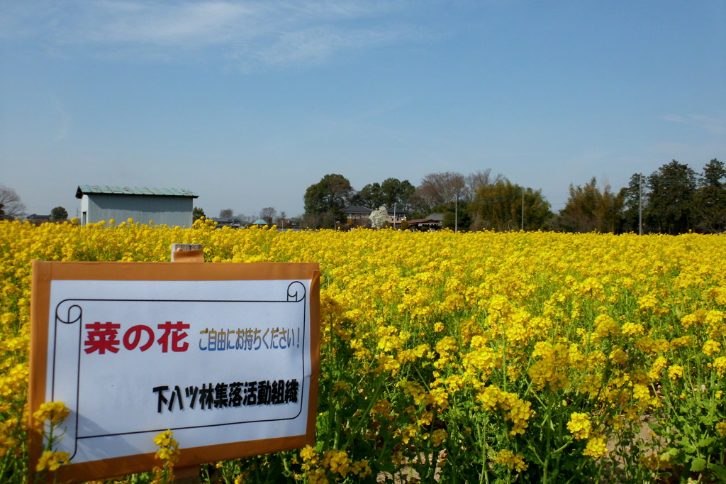 2014/03/29_気前の良い菜の花畑