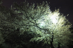 2015/04/05_上尾市文化センターの夜桜