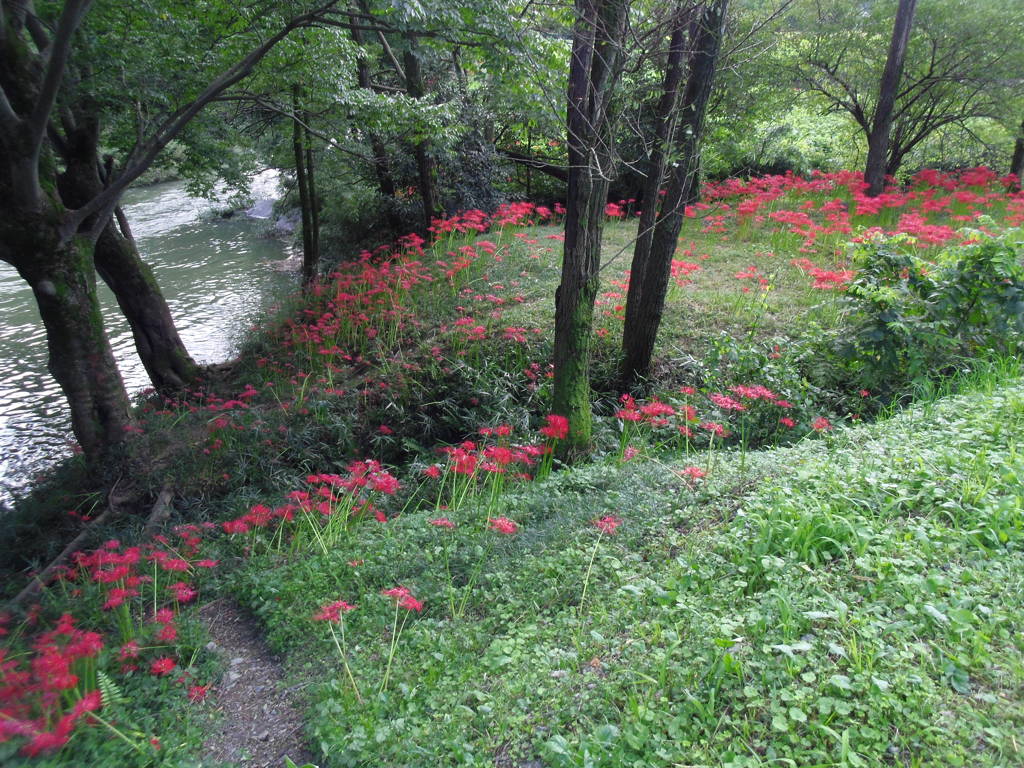2017/09/18_下里の槻川流域の彼岸花