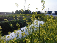 2017/04/16_元荒川の菜の花