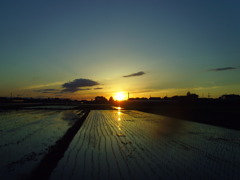 2017/06/03_水田の夕暮れ