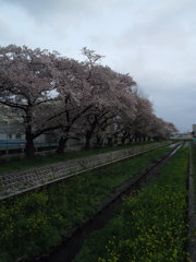 2017/04/09_芝川の桜と菜の花