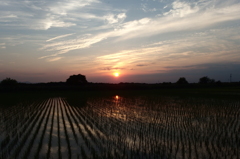 2015/05/24_水田に夕日