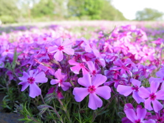 2017/04/23_花の丘農林公苑の芝桜