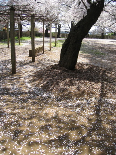 2019/04/06_氷川児童公園の桜