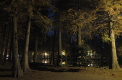 2014/11/24_夜の別所沼公園