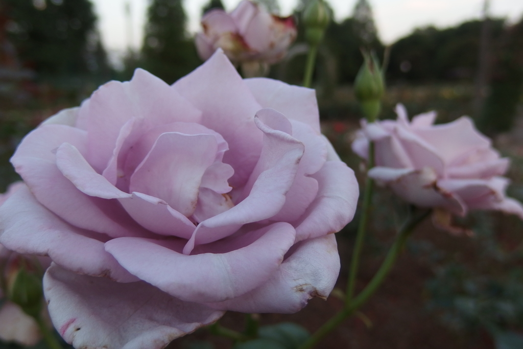 2016/06/18_伊奈バラ園の薔薇