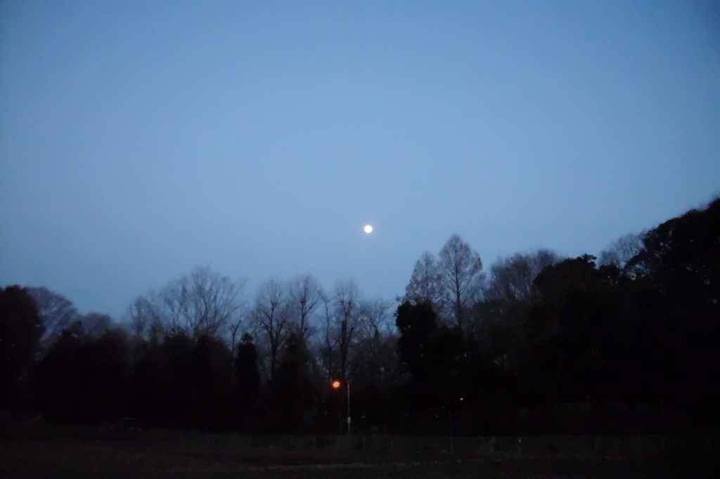 2014/03/15_月と木