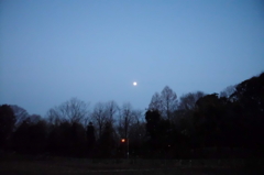 2014/03/15_月と木