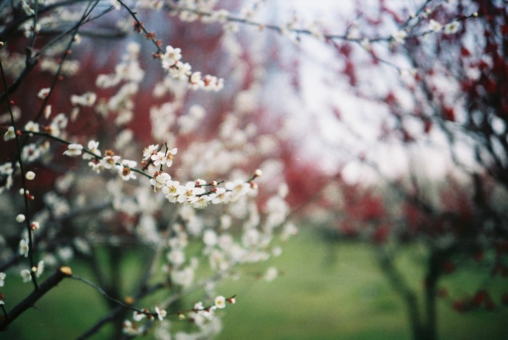 2016/02/28_花の丘農林公苑の紅白梅