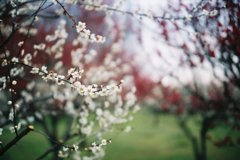 2016/02/28_花の丘農林公苑の紅白梅