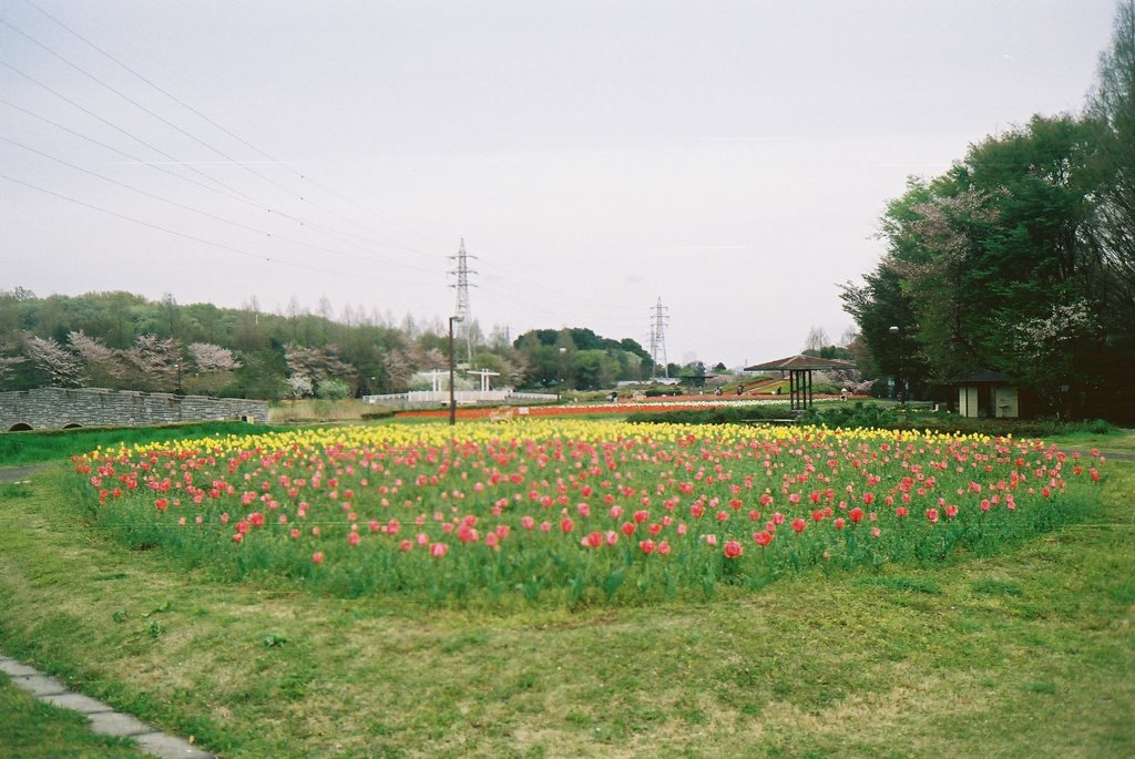 2016/04/09_花の丘農林公苑のチューリップ