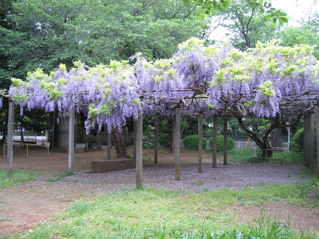 2017/05/03_氷川児童公園の藤