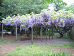 2017/05/03_氷川児童公園の藤