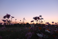 2014/10/18_夕暮れのコスモス