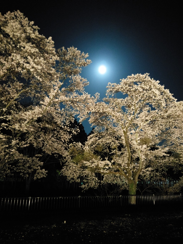 2018/03/31_外秩父の月夜桜