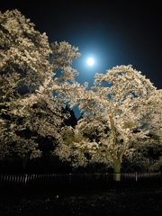 2018/03/31_外秩父の月夜桜