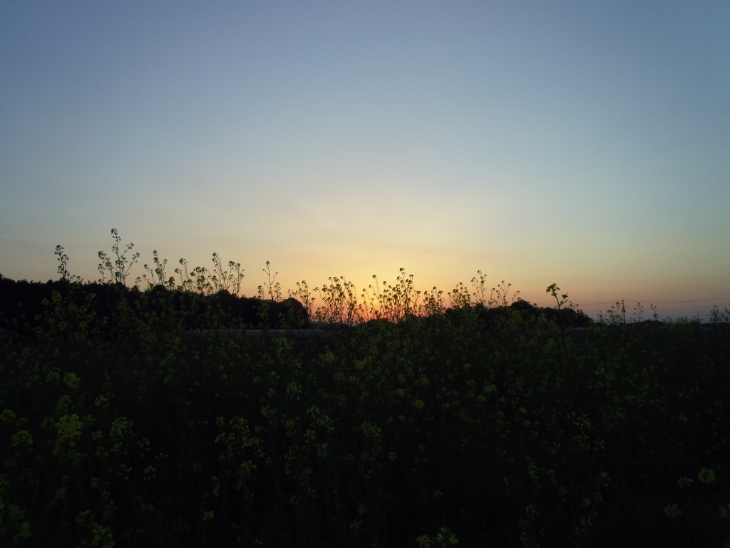 2017/04/15_夕暮れ菜の花