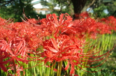 2015/09/22_彼岸花