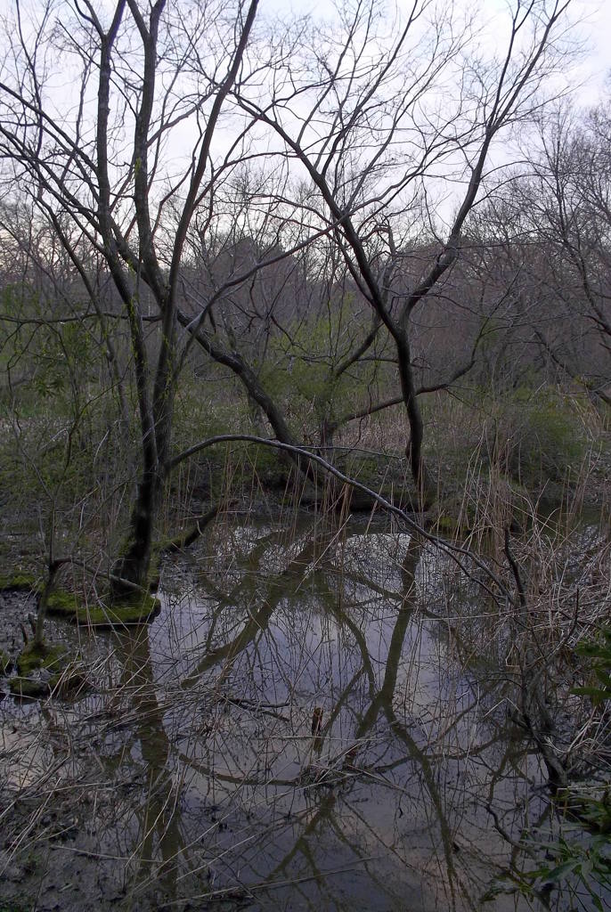 2016/03/26_北本自然観察公園