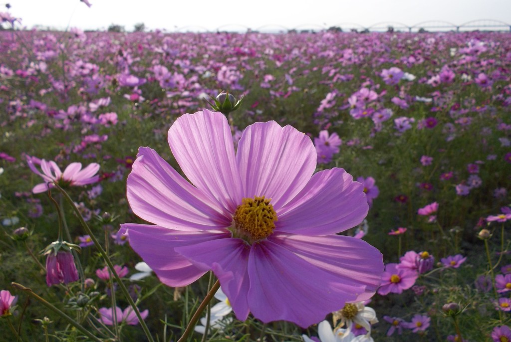 2015/11/01_吹上のコスモス畑