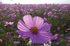 2015/11/01_吹上のコスモス畑