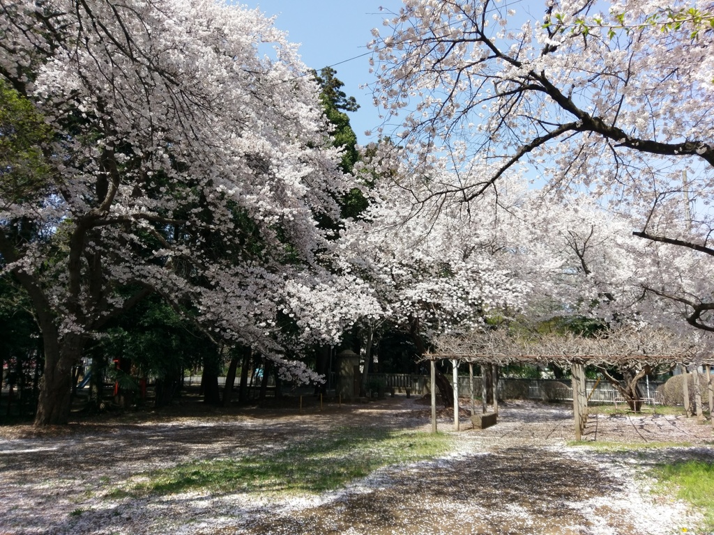 2019/04/06_氷川児童公園の桜
