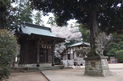 2015/04/04_小室氷川神社の桜