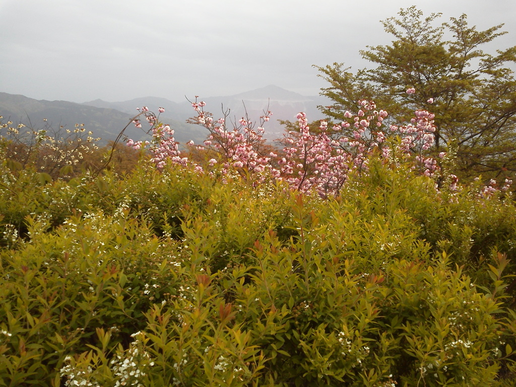 2018/04/16_美の山公園の花と武甲山